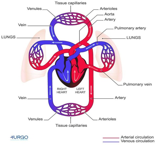 1161_CARDIOVASCULAR SYSTEM.jpg