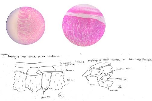 Morphology.jpg