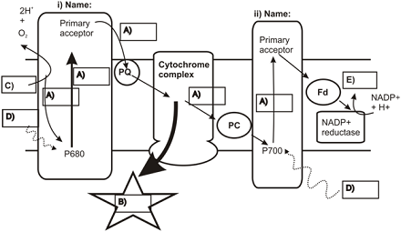 SLE132 Biology - Form And Function.png