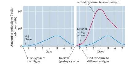 Primary response and secondary response to antigen.jpg